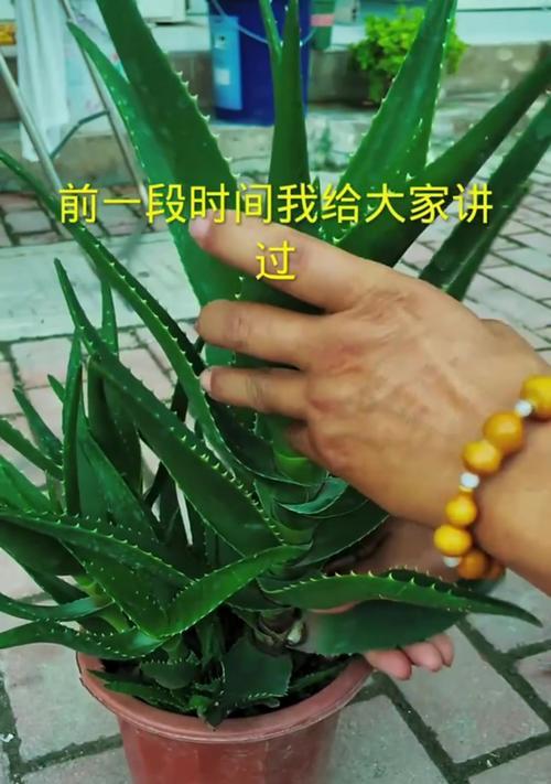 芦荟扦插繁殖的正确步骤是什么？