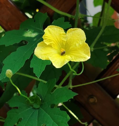 花草变黄的原因是什么？如何治疗变黄的花草？