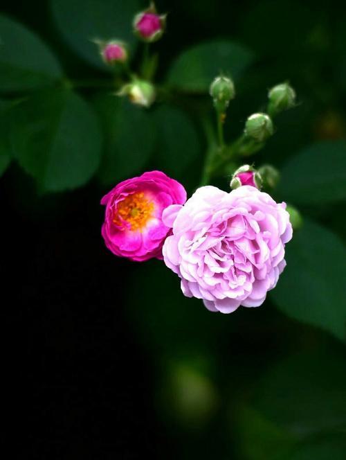 亡灵相关的花语有哪些？