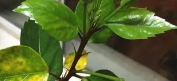 花草变黄的原因是什么？如何治疗变黄的花草？