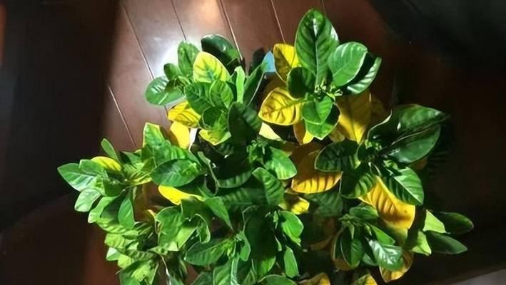 花草变黄的原因是什么？如何治疗变黄的花草？