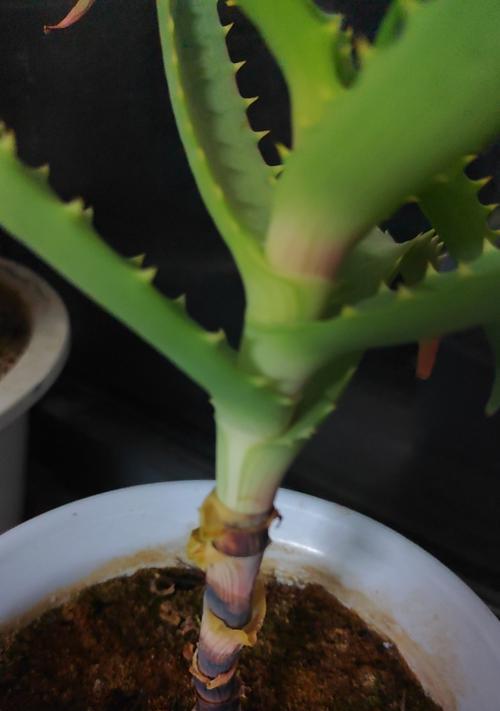 芦荟根部发黄的原因及解决方法？