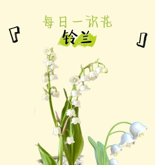 风铃铃兰花语是什么意思？铃兰的寓意有何特别之处？
