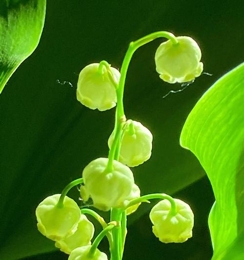 风铃铃兰花语是什么意思？铃兰的寓意有何特别之处？