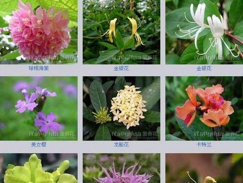 一二年生花卉的种类有哪些？如何区分一二年生花卉？