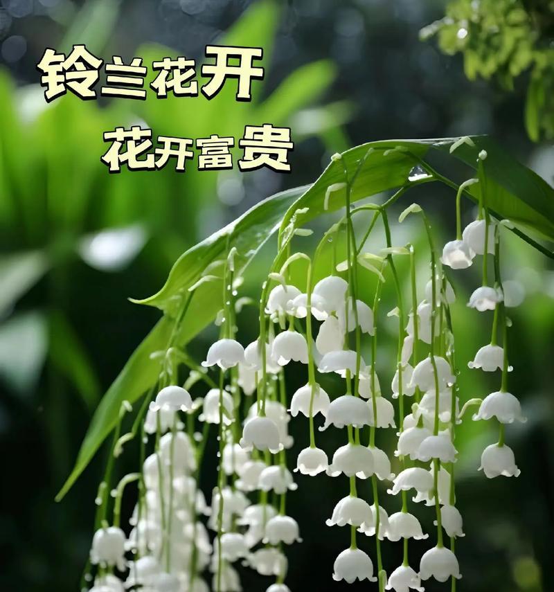 铃兰花的美好象征花语是什么？