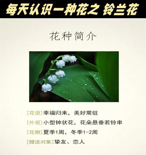 铃兰花的美好象征花语是什么？