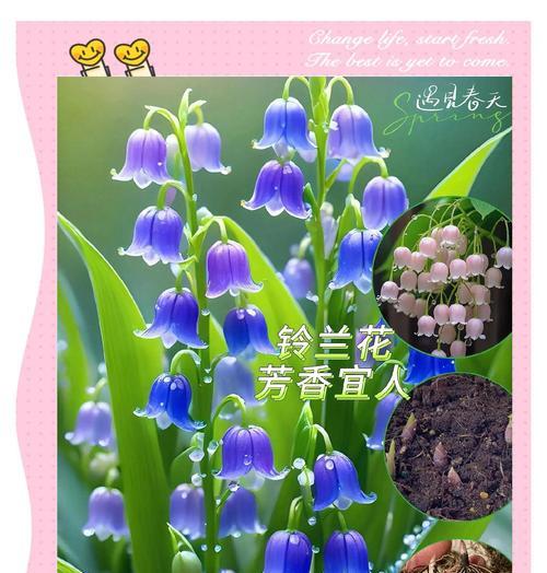 铃兰花的美好象征花语是什么？