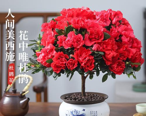 北面阳台适合种植哪些花卉？如何选择合适的品种？