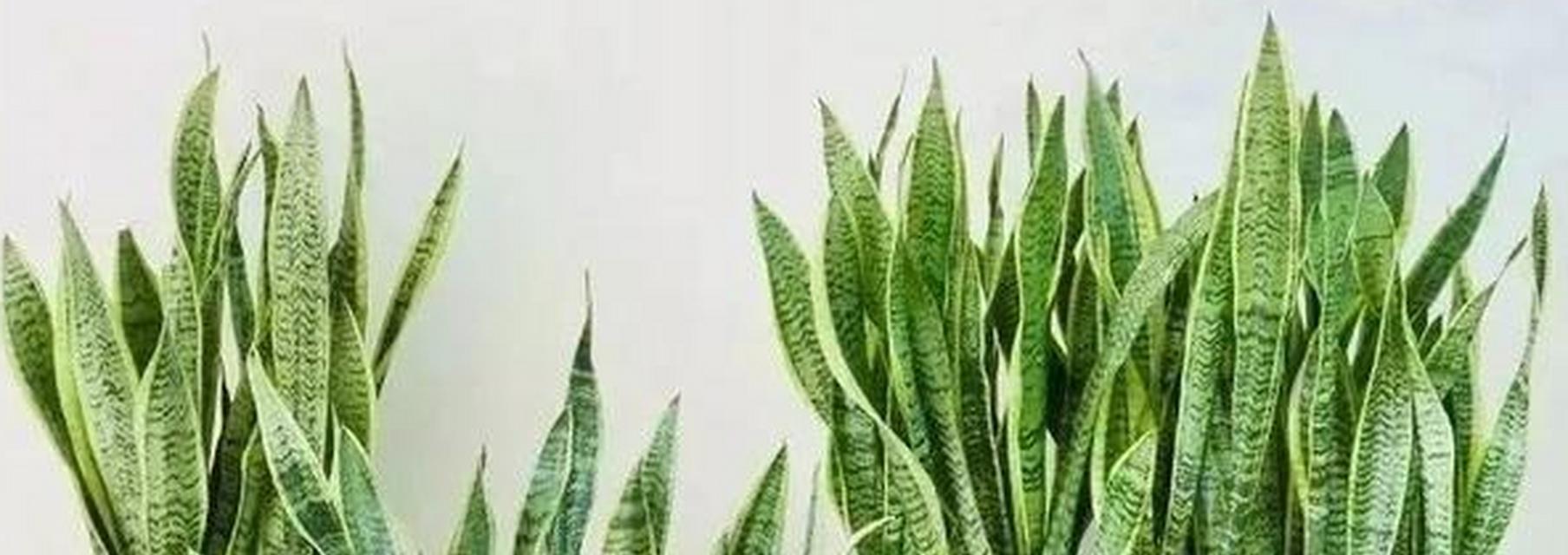 虎皮兰适合哪种花盆种植？如何选择合适的花盆？