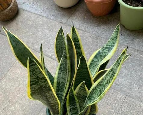 虎皮兰适合哪种花盆种植？如何选择合适的花盆？