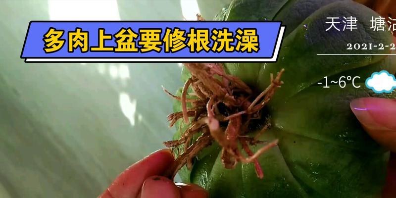 多肉修根的方法是什么？如何正确进行多肉修根？
