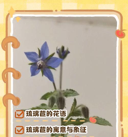 琉璃花语作为礼物送什么合适？