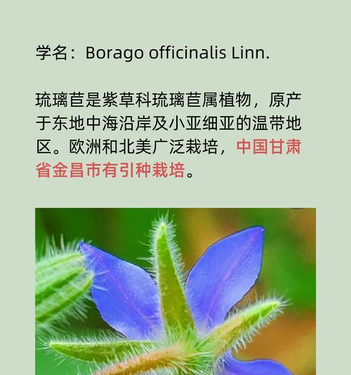 琉璃花语作为礼物送什么合适？