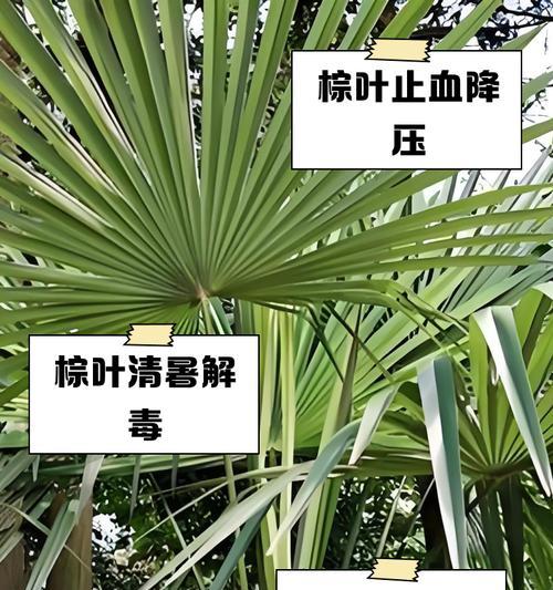 棕树的花语寓意是什么？棕树在不同文化中有何含义？
