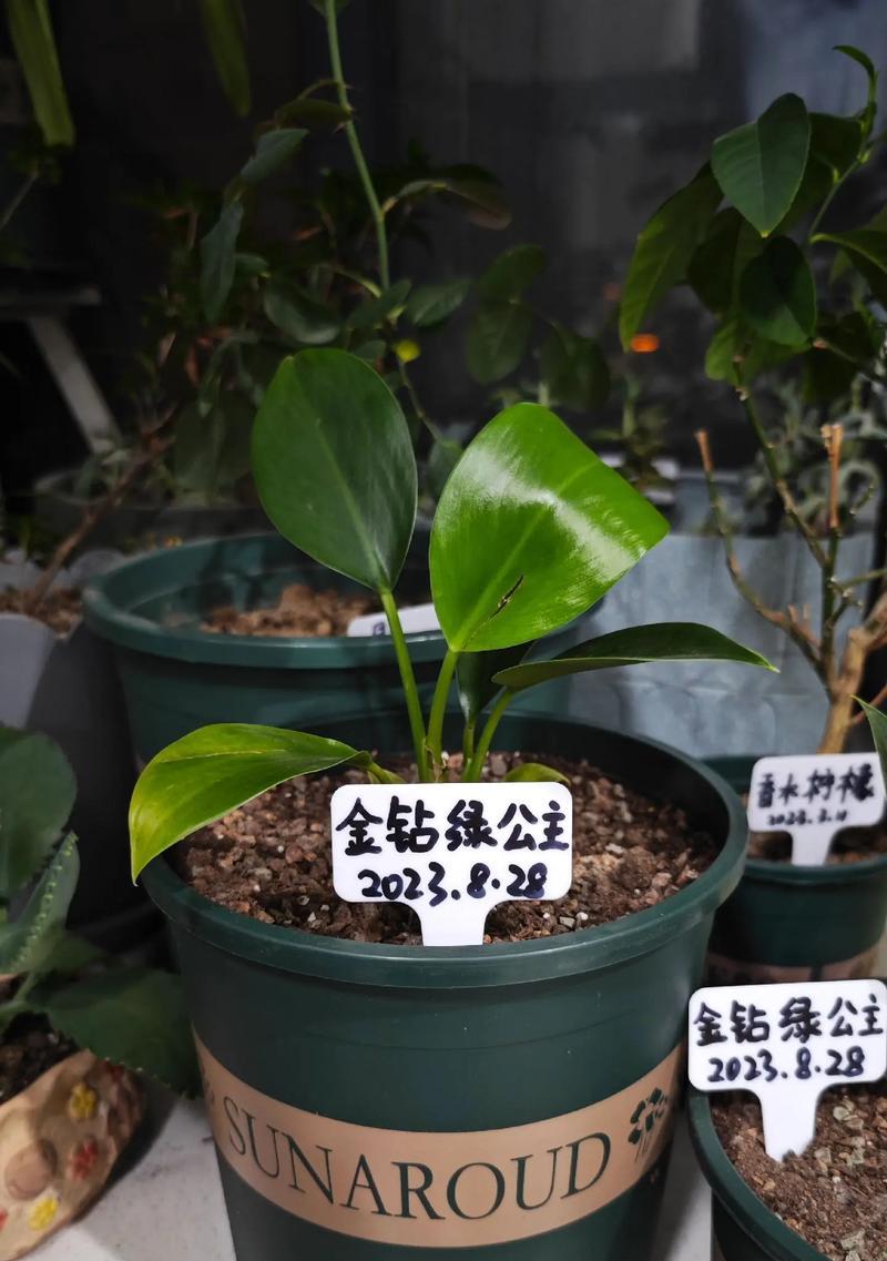 大叶落地生根可以食用吗？大叶落地生根的食用方法是什么？
