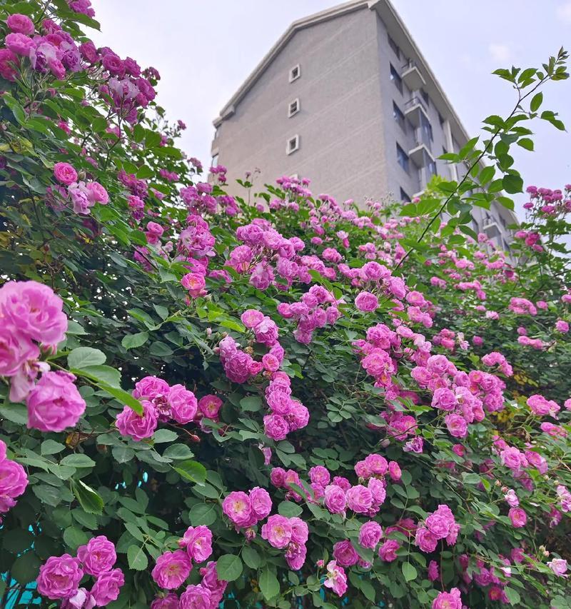 夏天适合种植哪些花卉？夏天有哪些花可以欣赏？