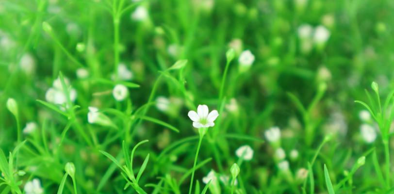 青铁植物的花语有何独特之处？