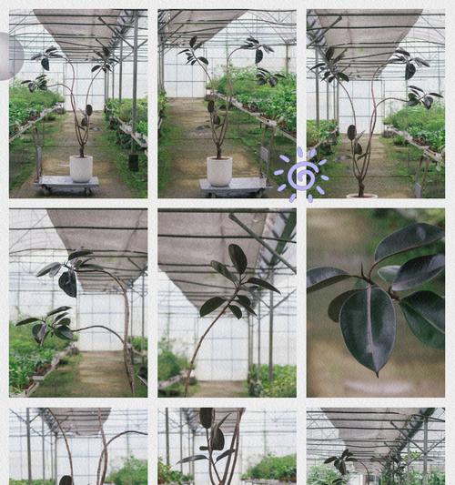 橡皮树种植应选择哪种花盆？如何选择合适的尺寸和材质？