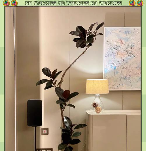 橡皮树种植应选择哪种花盆？如何选择合适的尺寸和材质？