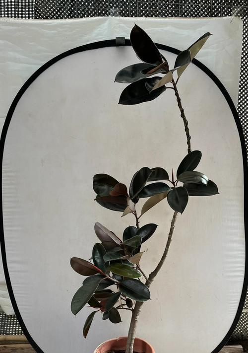 橡皮树种植应选择哪种花盆？如何选择合适的尺寸和材质？