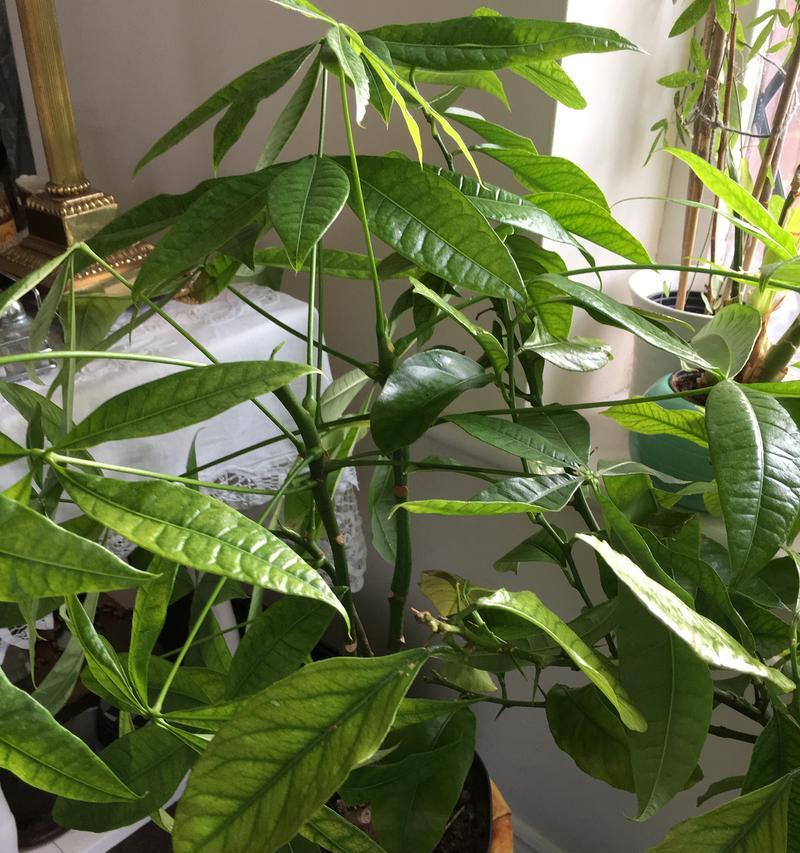 发财树剪枝后不发芽怎么办？如何促进发财树发芽？