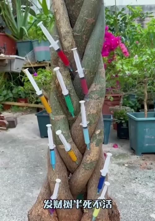 发财树剪枝后不发芽怎么办？如何促进发财树发芽？