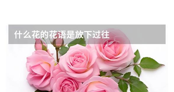 冬天代表离别的花语是什么？冬季花语有何含义？