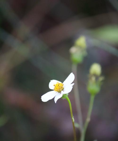 冬天代表离别的花语是什么？冬季花语有何含义？