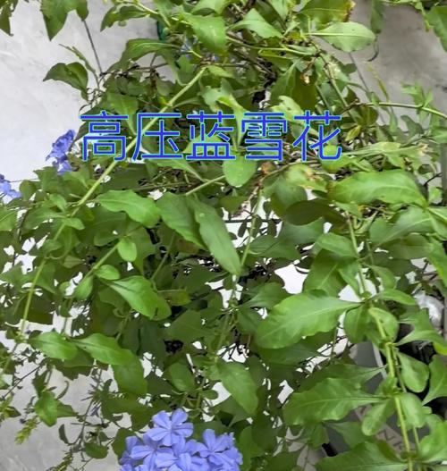 蓝雪的正确养护方法有哪些？如何解决蓝雪生长问题？
