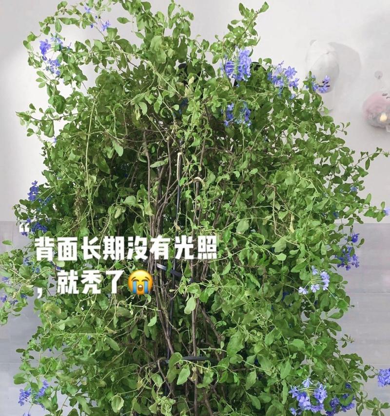 蓝雪的正确养护方法有哪些？如何解决蓝雪生长问题？