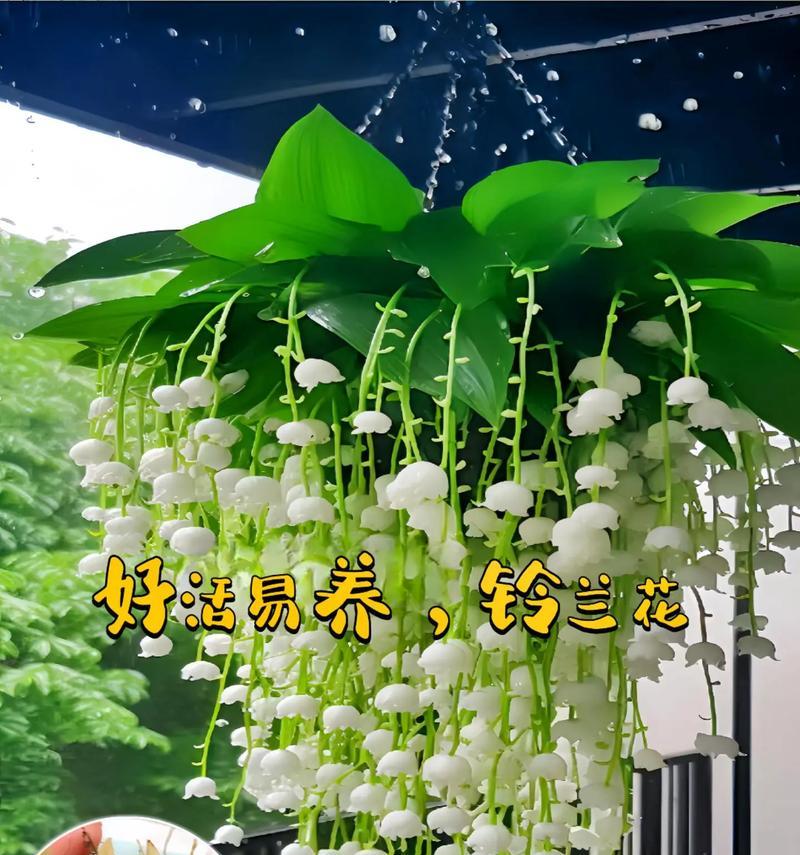 理性的恋爱花语通常指哪种花？