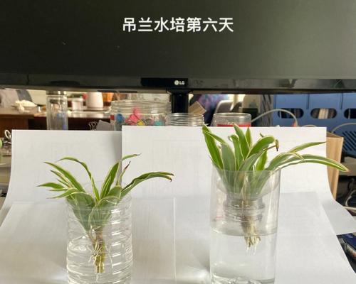 吊兰水培的正确方法是什么？如何保持水培吊兰的健康？