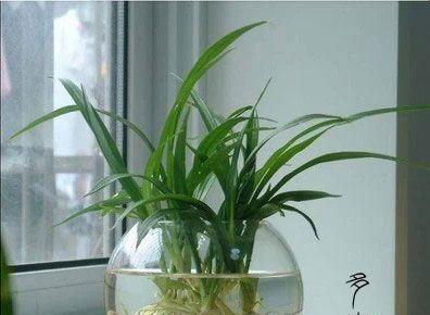 吊兰水培的正确方法是什么？如何保持水培吊兰的健康？
