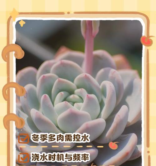 冬天多肉植物的养护方法是什么？如何防止多肉植物冻伤？