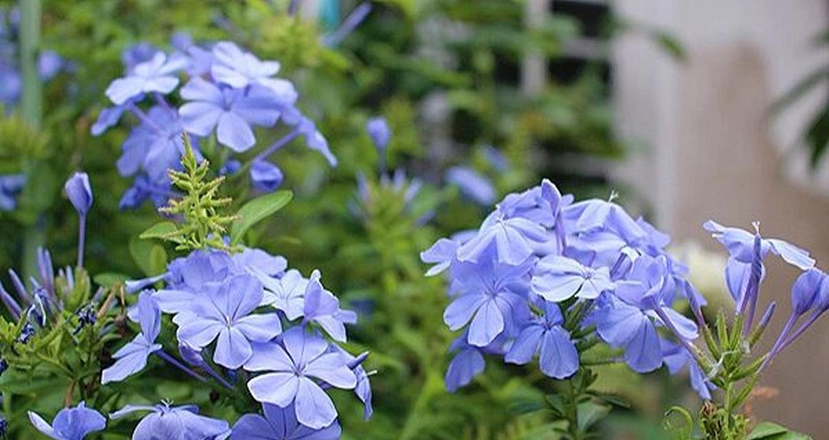 小尺寸高冷花卉的花语有何不同？