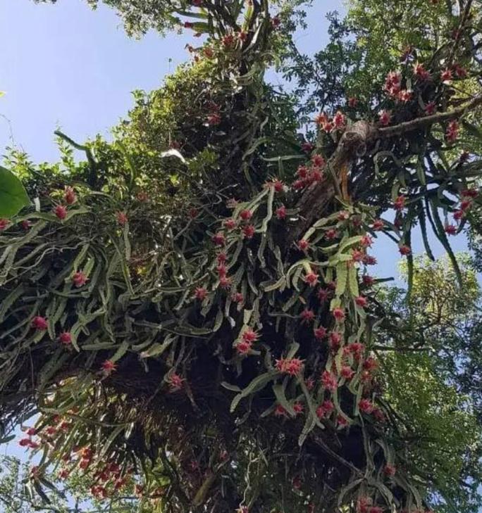 火龙果树的外观特征是什么？如何识别火龙果树？