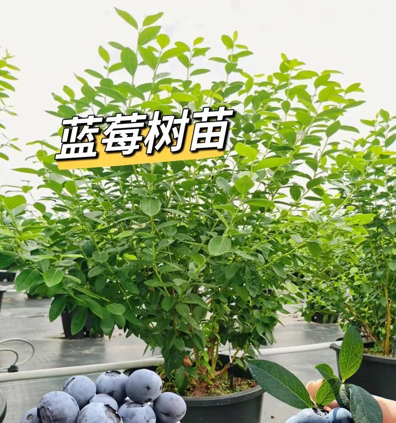 蓝莓盆栽为何如此受欢迎？如何养护蓝莓盆栽？
