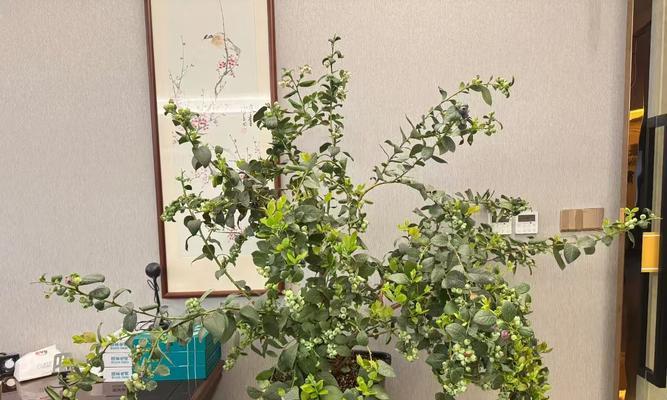 蓝莓盆栽为何如此受欢迎？如何养护蓝莓盆栽？