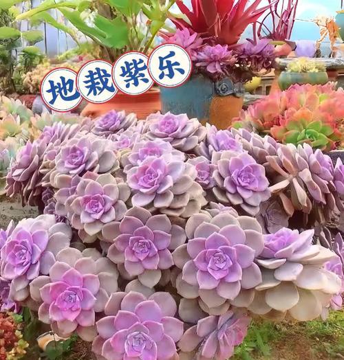 紫牡丹多肉的养护技巧有哪些？