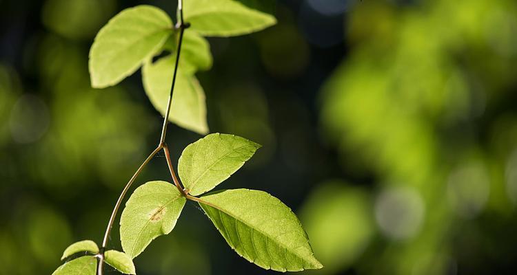 绿色植物背景的软件？绿色植物背景的软件有哪些？