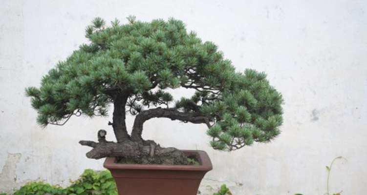 家门口适合种什么盆景最好？如何选择合适的盆景？