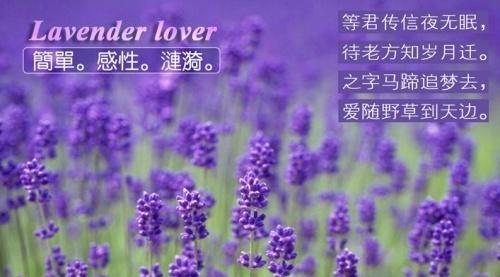 薰衣草球的寓意和花语有哪些？
