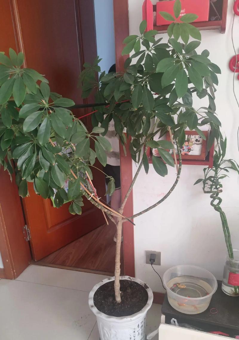 发财树果实种植的最佳方法是什么？需要注意什么？