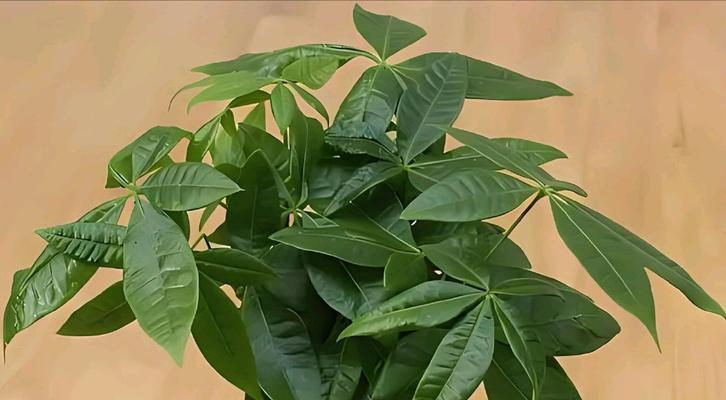 发财树果实种植的最佳方法是什么？需要注意什么？