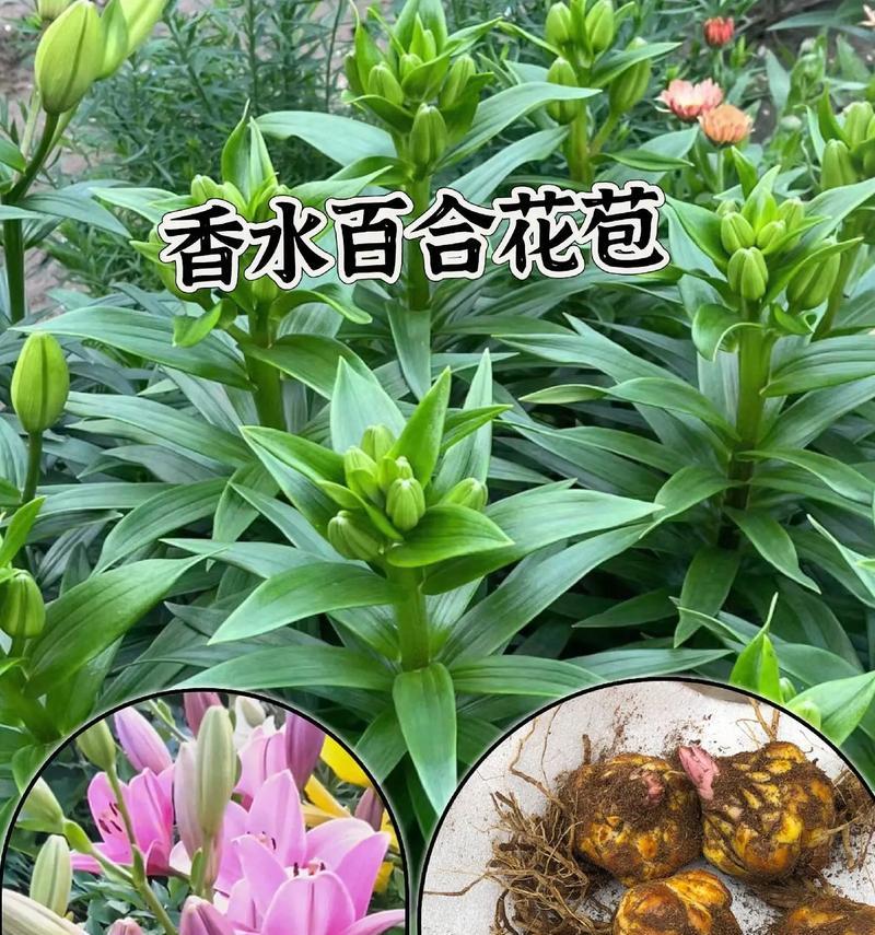 水培香水百合的养护要点是什么？怎样才能养得好？