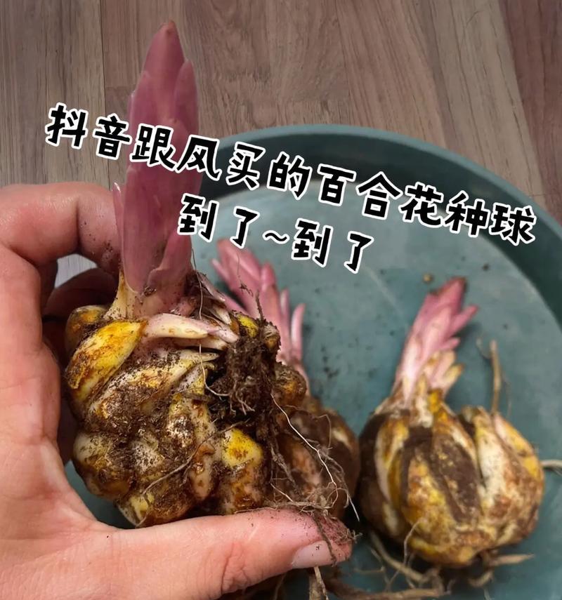 水培香水百合的养护要点是什么？怎样才能养得好？