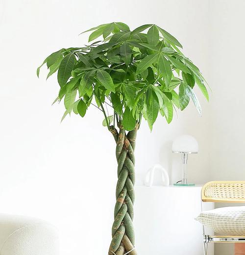冬季适合养哪些花卉？如何照料它们过冬？