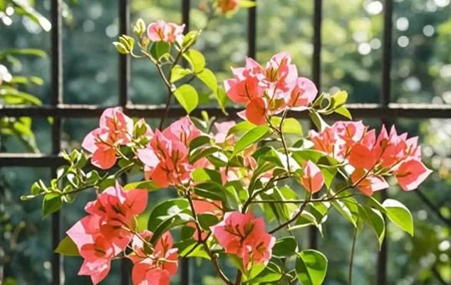 冬季适合养哪些花卉？如何照料它们过冬？