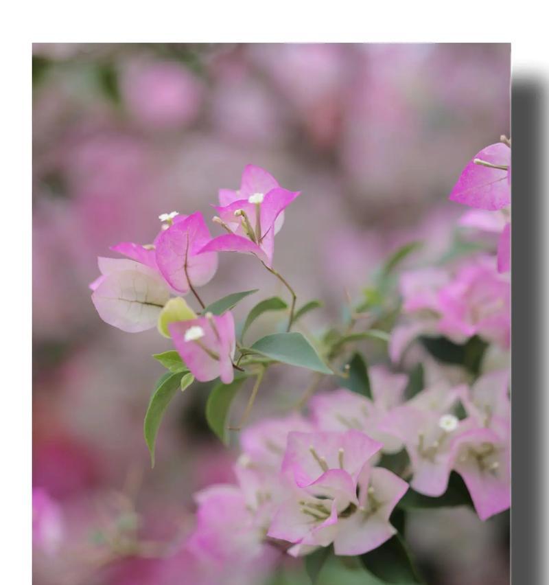 三角梅成熟季节是什么时候？为什么它会在那个季节成熟？